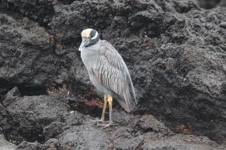 Yellow-crowned Night-heron